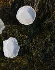 Lunaria Oyster Dish